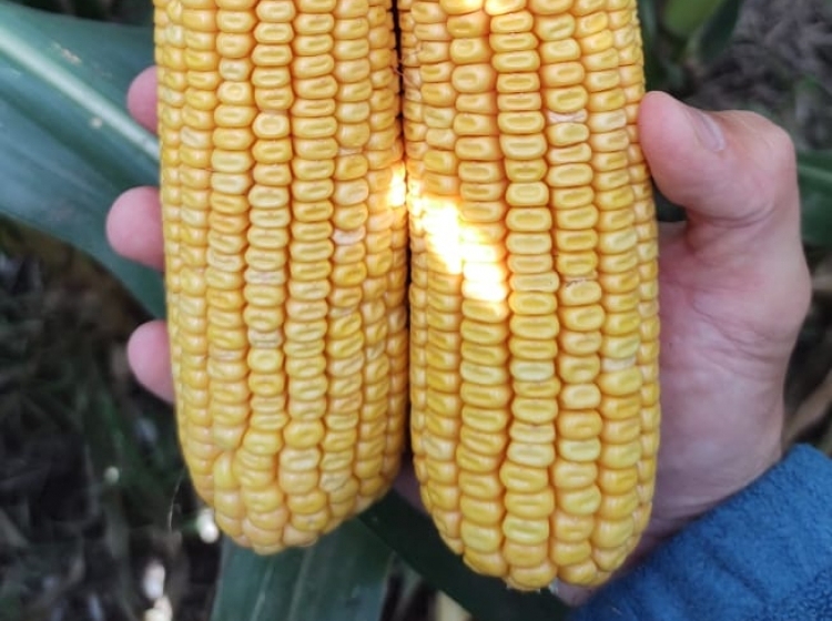 Panorama muy variado, con la sequía, las probables lluvias y las napas como grandes protagonistas