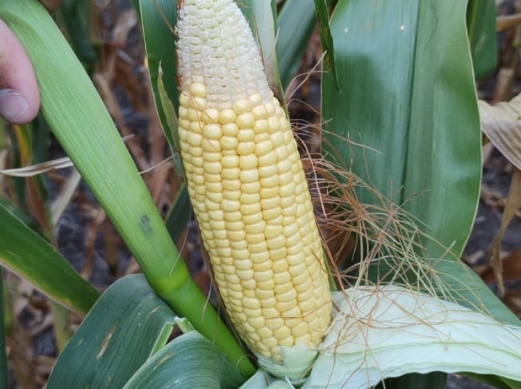 Panorama muy variado, con la sequía, las probables lluvias y las napas como grandes protagonistas