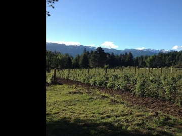 Agregado de valor en la producción de fruta fresca de la Patagonia