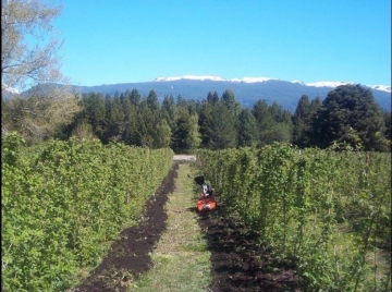 Agregado de valor en la producción de fruta fresca de la Patagonia