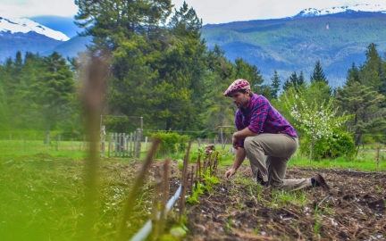 Agregado de valor en la producción de fruta fresca de la Patagonia