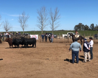 19° Prueba Pastoril Test del Río Quinto: el 8 de octubre subasta de los toros seleccionados
